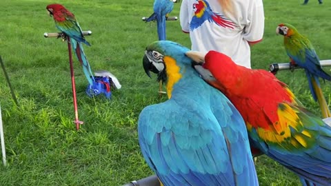 2 parrots enjoyed beautiful seen