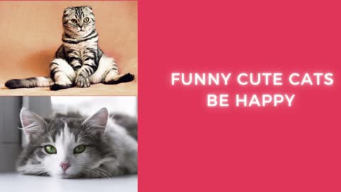 Funniest Cats Reactions 😹 - Be Positive & Lose Weight fast😂 -