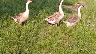 Unedited Goose Video: Geese in a Queue