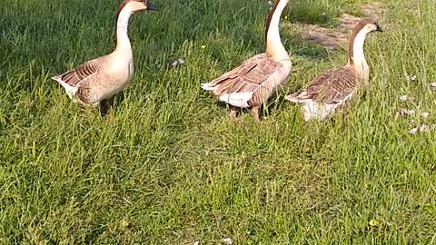 Unedited Goose Video: Geese in a Queue