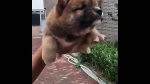 cute little puppy trying to swim in the air