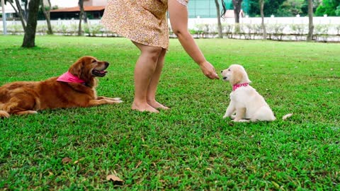 Dog Training Video 🐶 Cute Dog Video 🐶