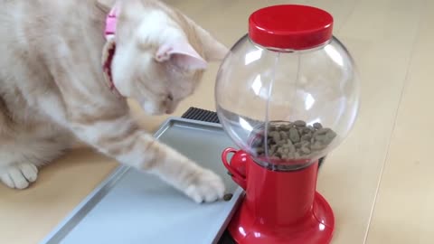 Cat and Candy (Food) Dispenser-Give the cat a candy dispenser