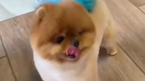 Funny and Cute DOG Videos Compilation,🐕🐕