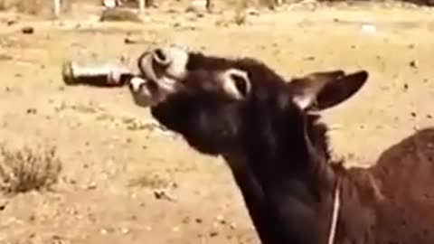 Donkey Drink beer funny video