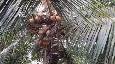 Kitchen Garden Hack