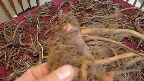 Digging Herbal Dandelion Roots