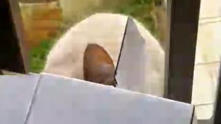 Orange cat hangs outside window and bats phone when opened