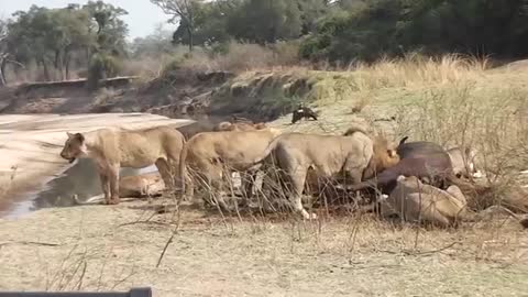 TWO LIONS FIGHT.