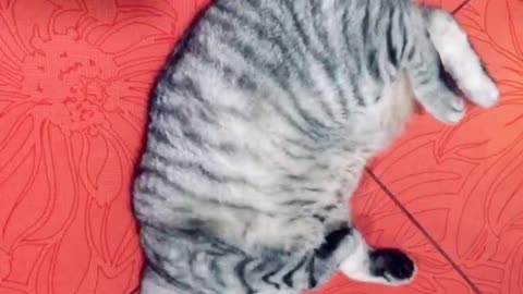 Lazy fat cat
