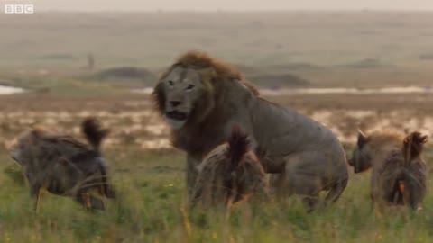 Lion Trapped by Clan of Hyenas | Dynasties | BBC Earth