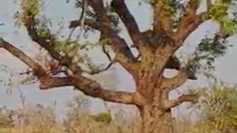 hyena grabs hold of this leopard's meal and gets hoisted up the tree