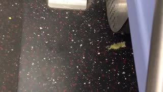 Green worm crawling on subway floor