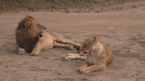 Lion and lioness lie down on the ground