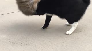 Puffy Pup And Pretty Cat Get Into Rowdy Driveway Scuffle