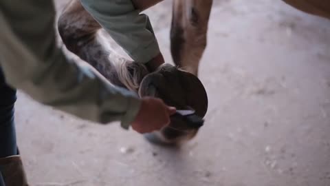A close-up of a female cleaning the horse hoof with a special brush