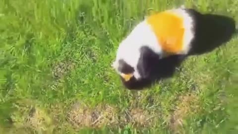 funny guinea pig