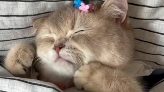 cute little cat even when sleeping