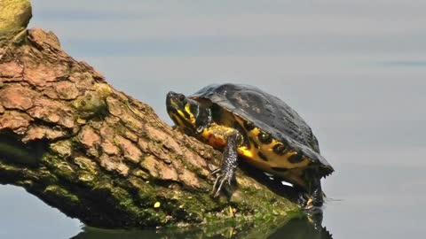 little turtle resting on a wooden log.