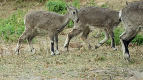 Flock of mountian goats