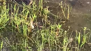 Snake eating a bass