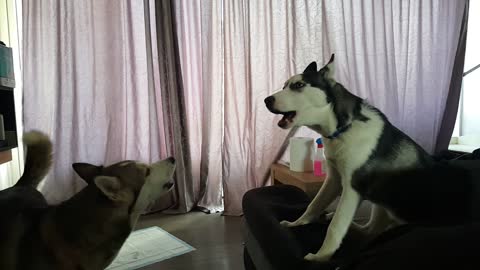 Husky howling contest is a very loud game!