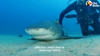 Wild Shark Recognizes Human Best Friend After They Were Separated For A Year The Dodo Soulmates