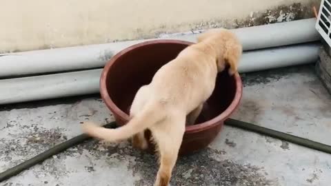 Doggy Tears Around Rooftop With Its Favorite Tub