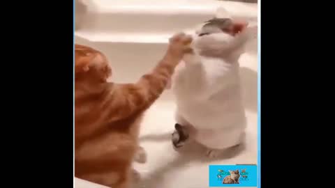 Fierce Fighting Between Two Cats