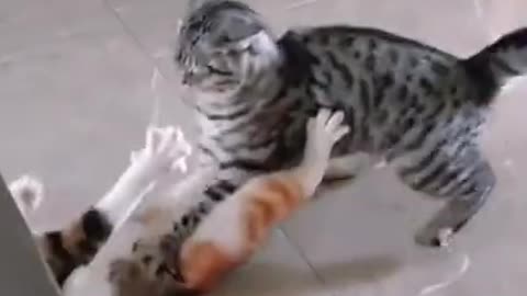 funny cat videos | funny cats fighting