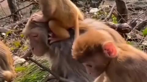 Cute monkey's Babies 🥰