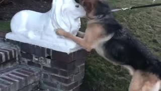 German shepherd attacks marble lions