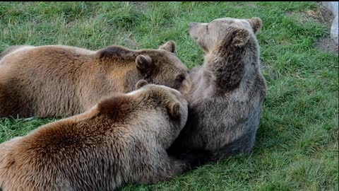 Bears🐻good enough find for food but still drinking is mothers milke