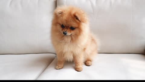 Small Dog of The Most Beautiful Dogs