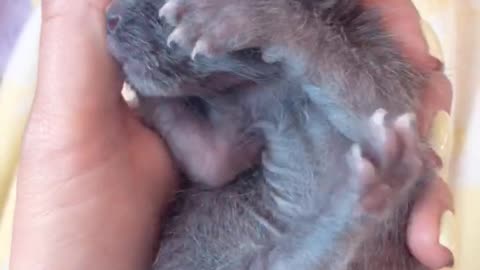 Small grey kitten held in hand many bracelets