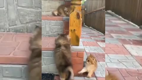 Cute baby animals funny videos