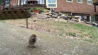 Neighborhood Sparrow Video