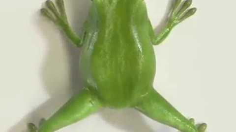 Metamorphosis of a frog