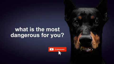 Top 10; DOGS BARKING sound effect