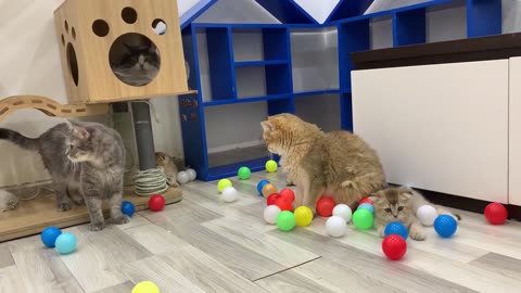 Cats_and_100_balls_on_the_floor