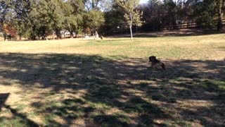 Greyhound Playing at Dog Park