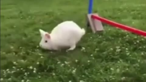 Bunny Athletics Championship, Amazing Bunny with Olympics rated performance