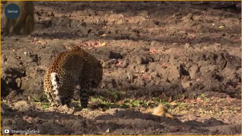 Crazy! 100 Baboons Ruthless Attacked The Leopard _ Wild Animals