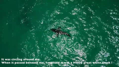 Kitesurfing : big white shark turning around me !