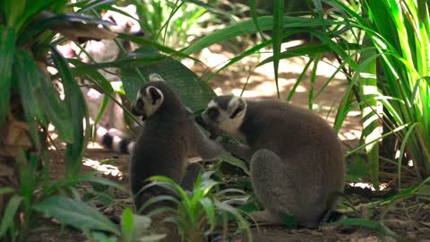 Group of Lemurs Eating Leaves Outdoors