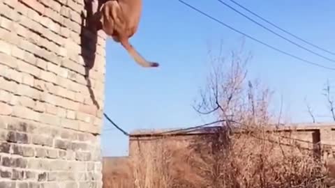 This dog can jump very high