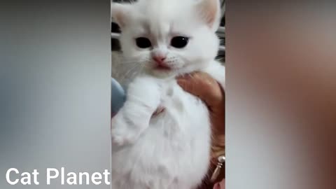 Best Funny Cats Try not to Laugh Challenge 2021 Impossible