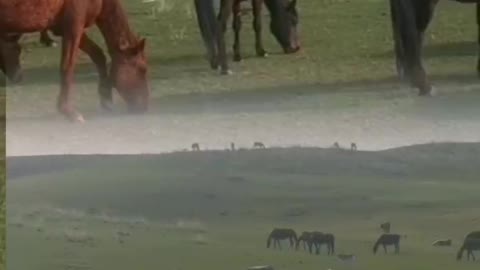 Lovely horse and cattle in the meadows