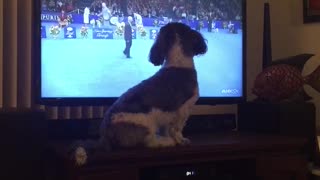 Brown and white dog watches dog show right next to tv