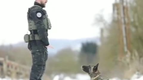 Army dog training video dog attack training